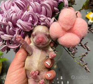 Maltipoo mini