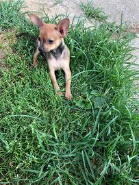 Cucciolo di Pinscher