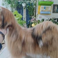 Cucciolone Lhasa apso