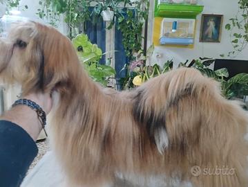 Cucciolone Lhasa apso