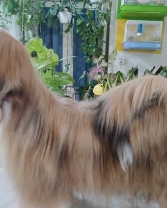 Cucciolone Lhasa apso