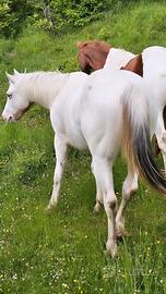 Puledra 18 mesi appaloosa con certificato 