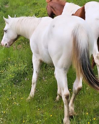 Puledra 18 mesi appaloosa con certificato 