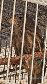 Ciuffolotti messicani