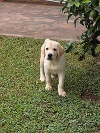 Labrador miele ( Giallo)