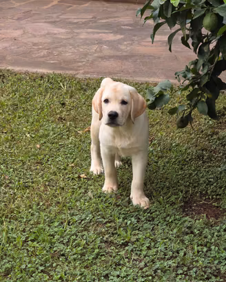 Labrador miele ( Giallo)