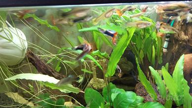 Pesci Guppy