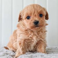 Maltipoo reggio emilia