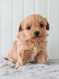 Maltipoo reggio emilia