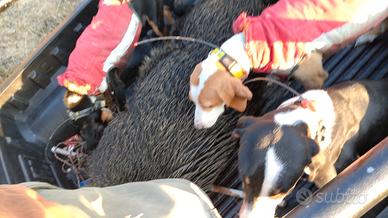 Segugio maremmano da cinghiale