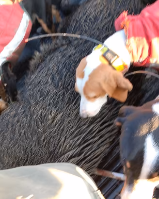 Segugio maremmano da cinghiale