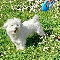 Maltese di 5 anni per accoppiamento