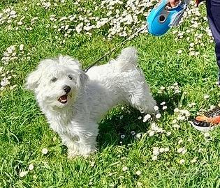 Maltese di 5 anni per accoppiamento