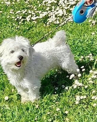 Maltese di 5 anni per accoppiamento