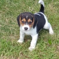 Beagle maschietti e femminucce