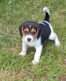Beagle maschietti e femminucce