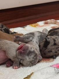 Bulldog francese