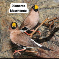 Uccelli esotici diamante mascherato