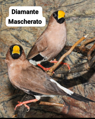 Uccelli esotici diamante mascherato