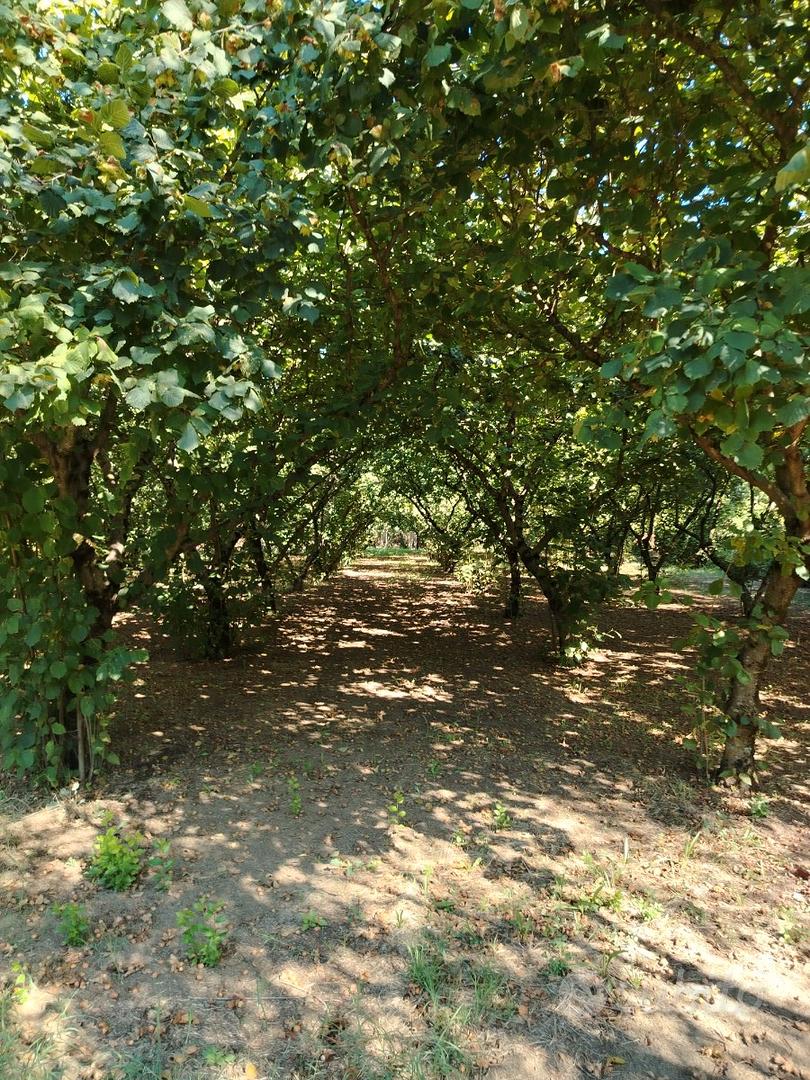 San Potito Ultra. Noccioleto specializzato - Vista 3
