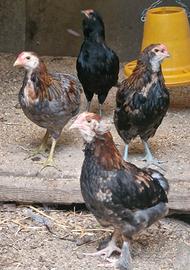 Maschi araucana olive egger