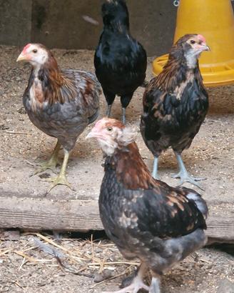 Maschi araucana olive egger
