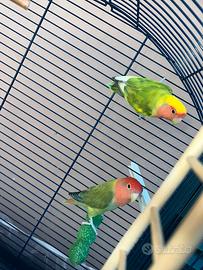 Pappagalli inseparabili