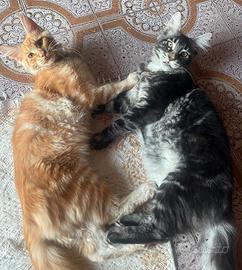 Maine Coon cucciola Red