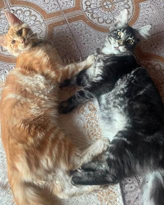 Maine Coon cucciola Red