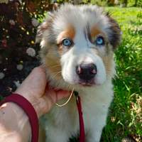Cuccioli di pastore australiano con pedigree