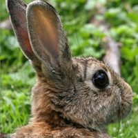 Conigli selvatici