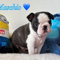 Boston Terrier cuccioli maschi