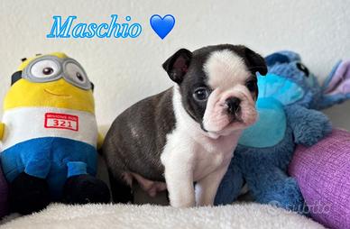 Boston Terrier cuccioli maschi