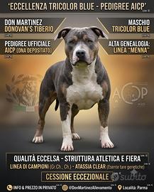 Pitbull tricolor