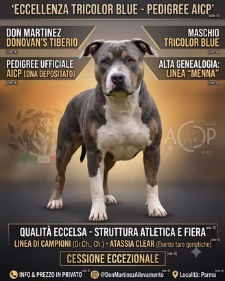 Pitbull tricolor