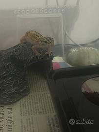 Geco geko leopardino