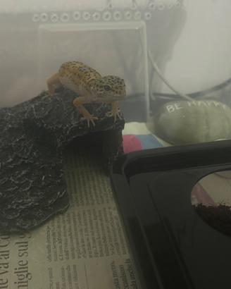 Geco geko leopardino