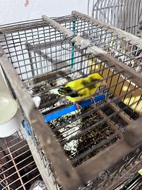 Animali