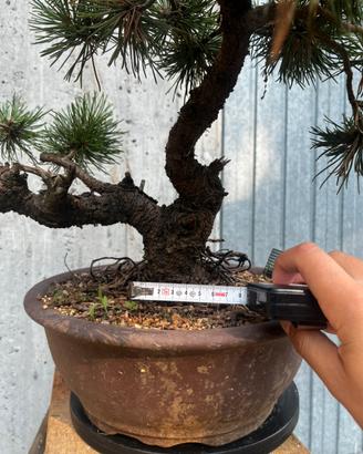 Bonsai