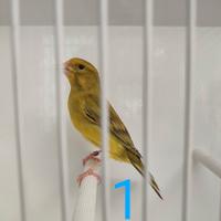 Ibrido femmina verdone x canarina