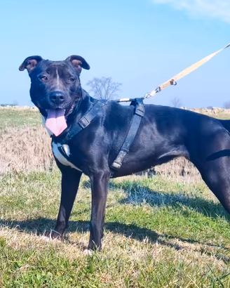 Atena simil Putbull VIVE H24 IN BOX. SOS MANTOVA