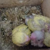 Disponibili piccoli da imbecco