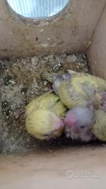 Disponibili piccoli da imbecco