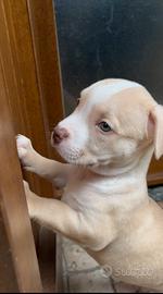 Cuccioli di cane pitbull