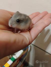 Criceti piccoli