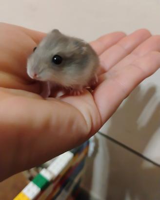 Criceti piccoli