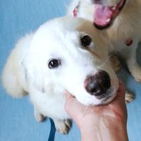 L3one, supremo cucciolo di PMA: TOP