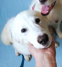 L3one, supremo cucciolo di PMA: TOP