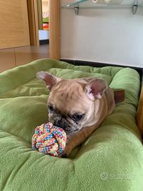 Bulldog francese esotico