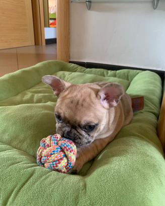 Bulldog francese esotico